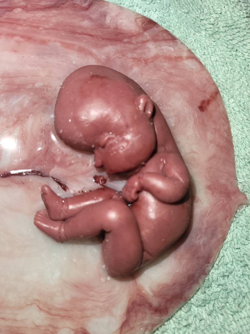 18 week gestation silicone baby in womb with placenta