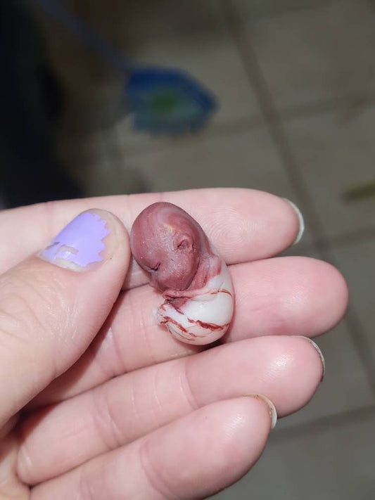 9 week old fetus baby memorial baby