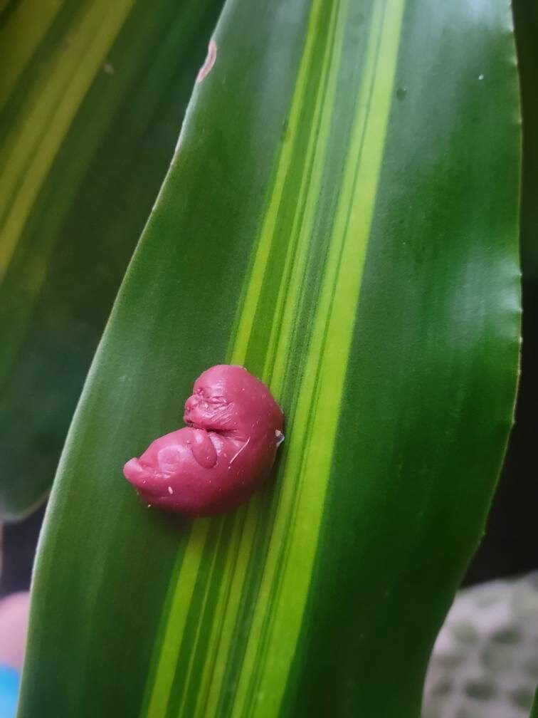 9 week silicone memorial fetus with card