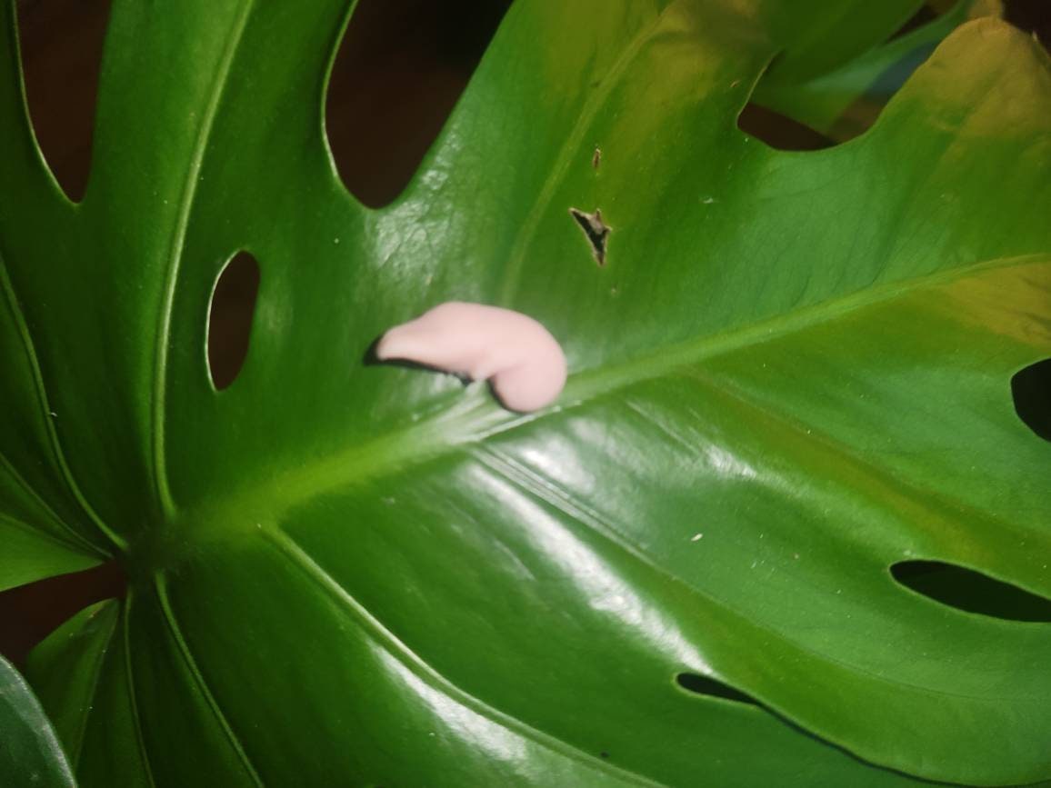 8 week memorial silicone fetus