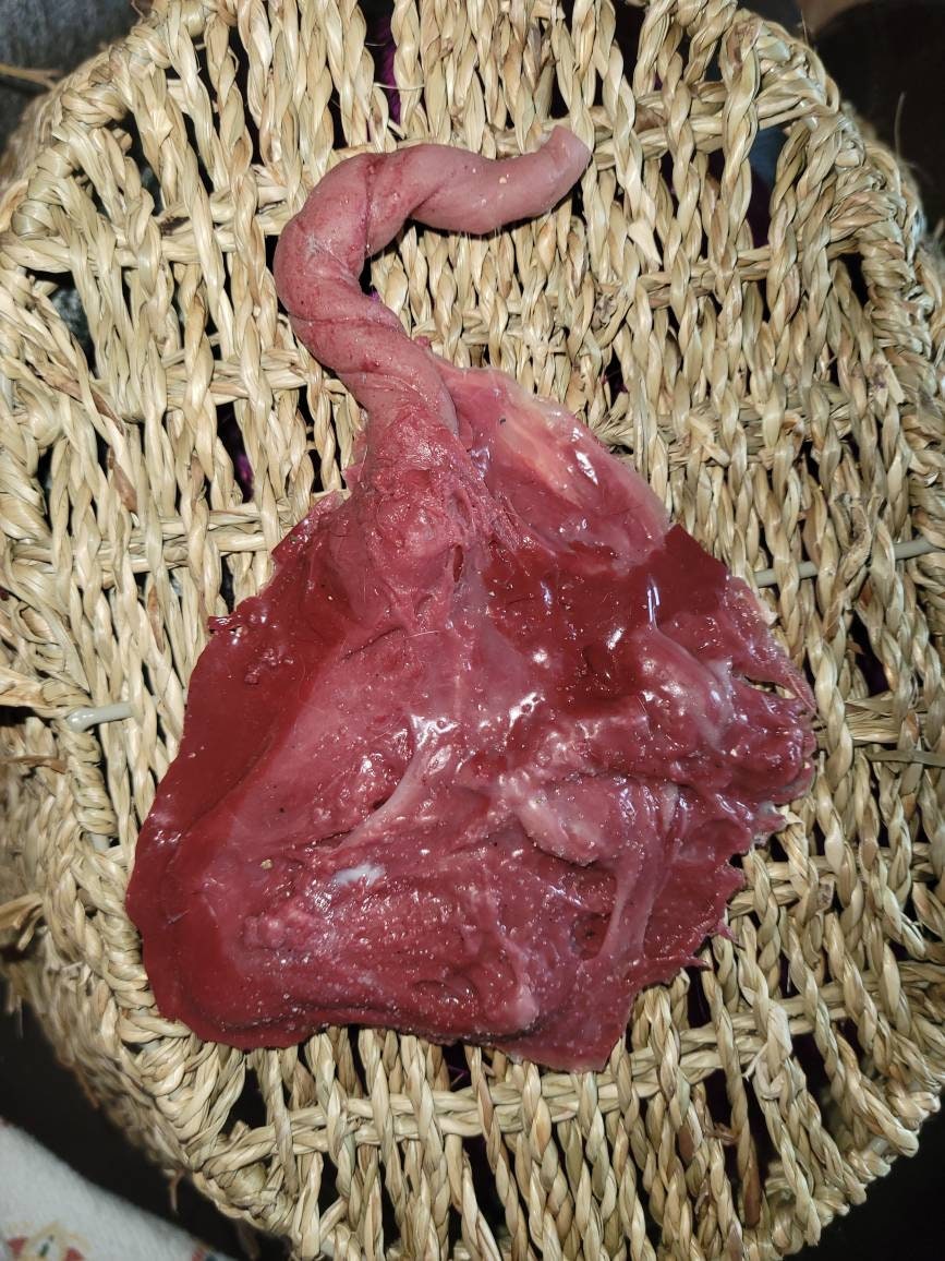 warning graphic** Silicone placenta and umbilical cord for silicone baby
