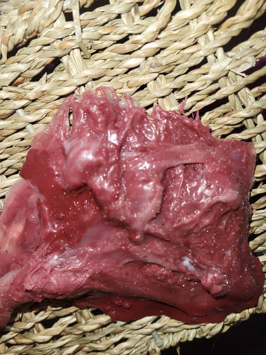 warning graphic** Silicone placenta and umbilical cord for silicone baby