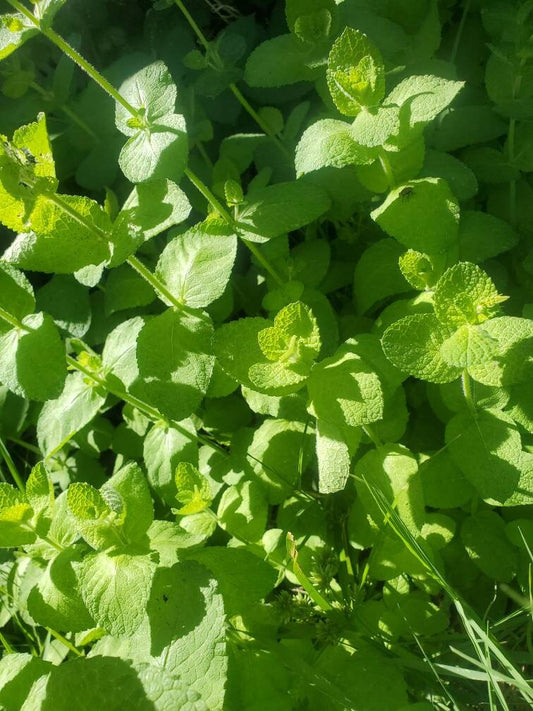 Mint plant herb gardening