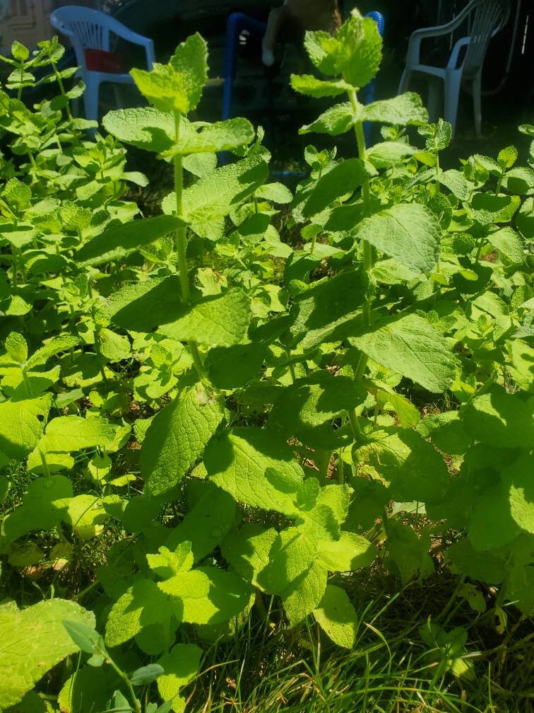 Mint plant herb gardening