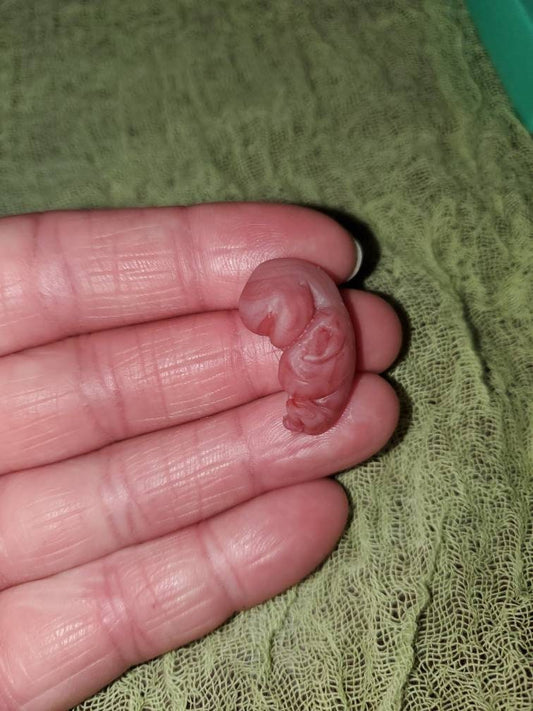 8 week gestational fetus silicone baby red/mixed color keepsake