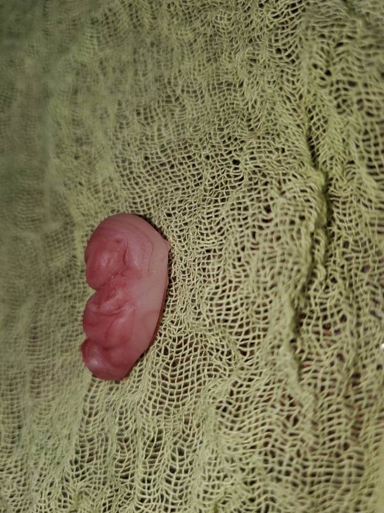 8 week gestational fetus silicone baby red/mixed color keepsake
