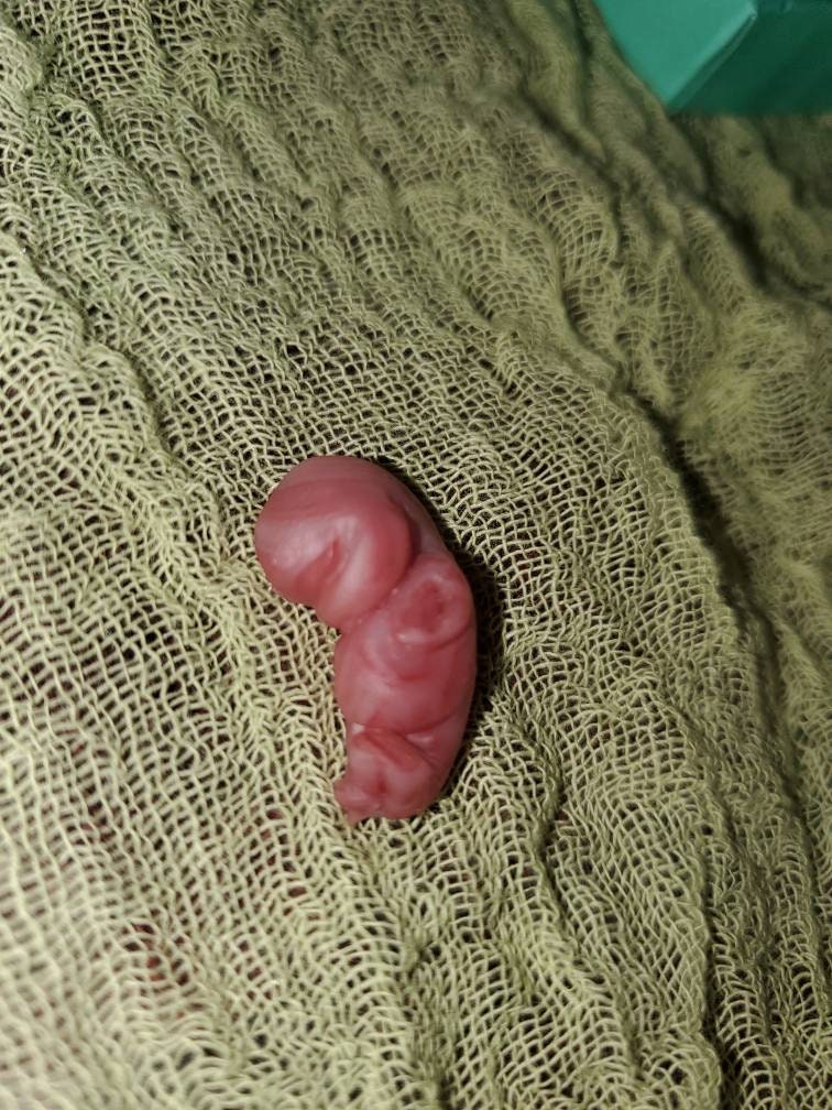 8 week gestational fetus silicone baby red/mixed color keepsake