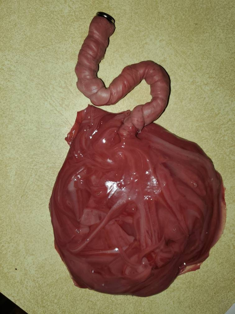 Silicone placenta and umbilical cord for silicone baby