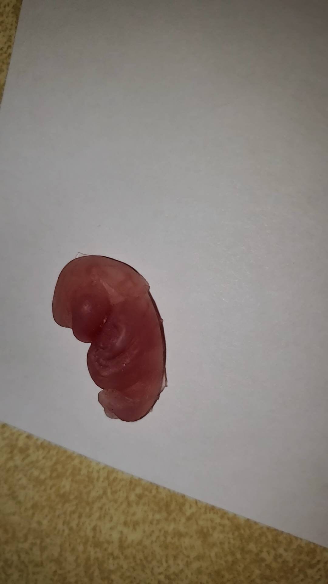 8 week gestational fetus silicone baby translucent with red