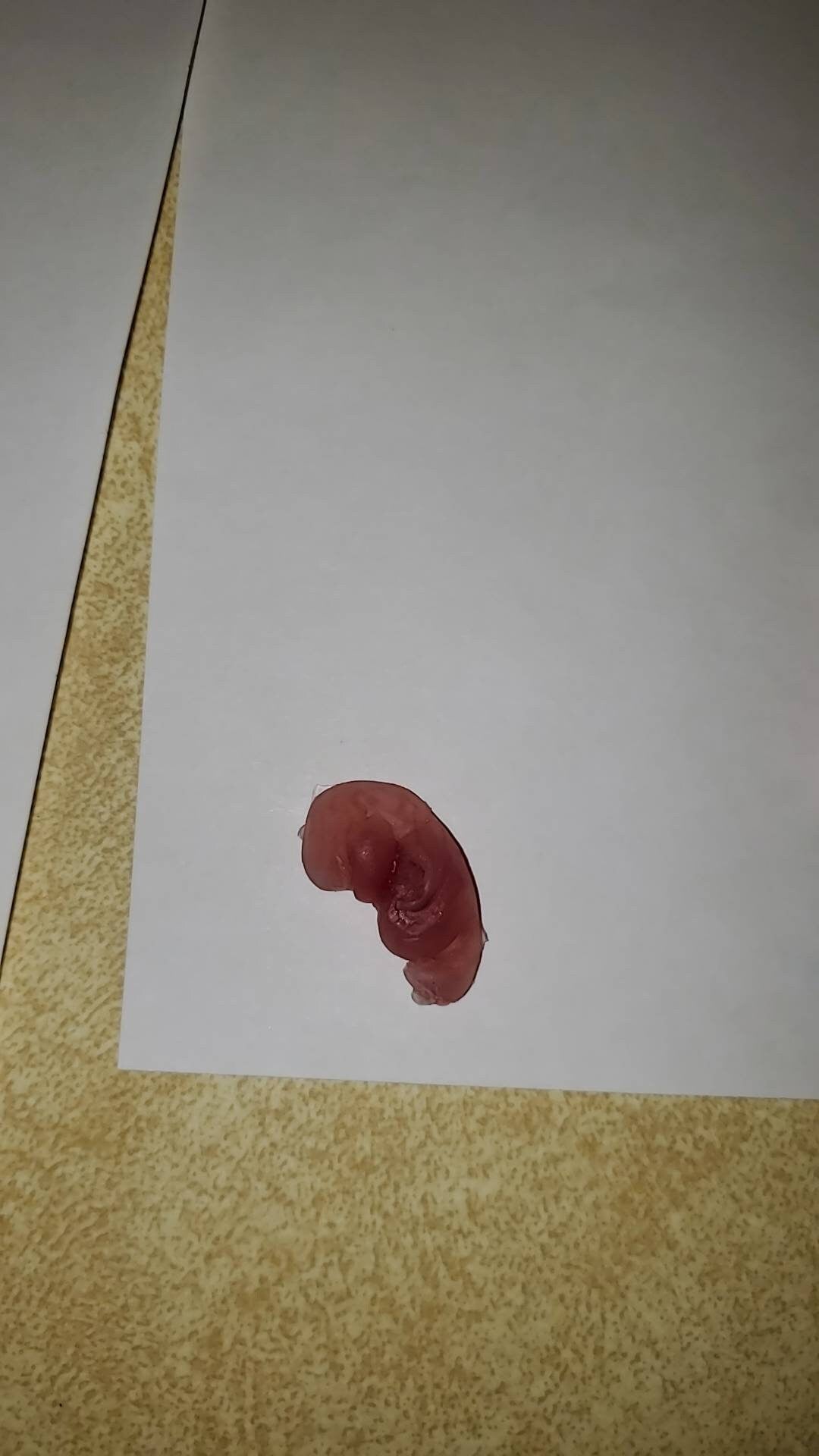 8 week gestational fetus silicone baby translucent with red