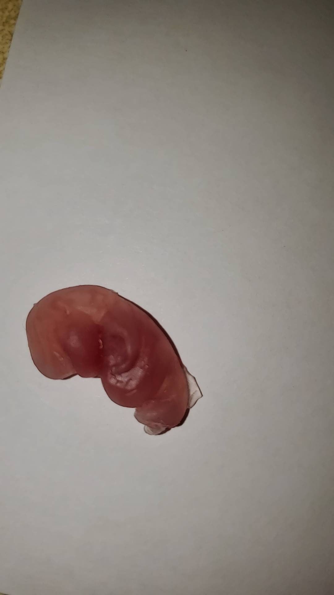 8 week gestational fetus silicone baby translucent with red