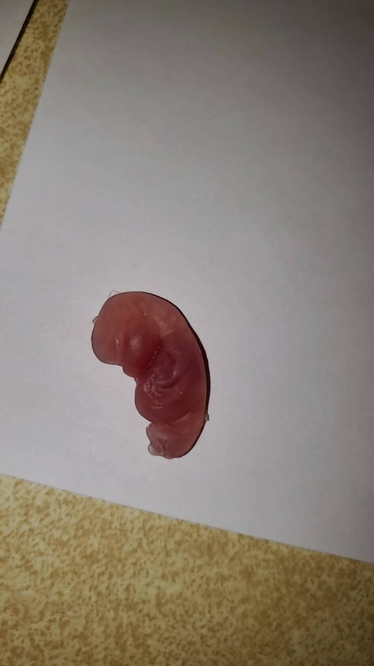 8 week gestational fetus silicone baby translucent with red