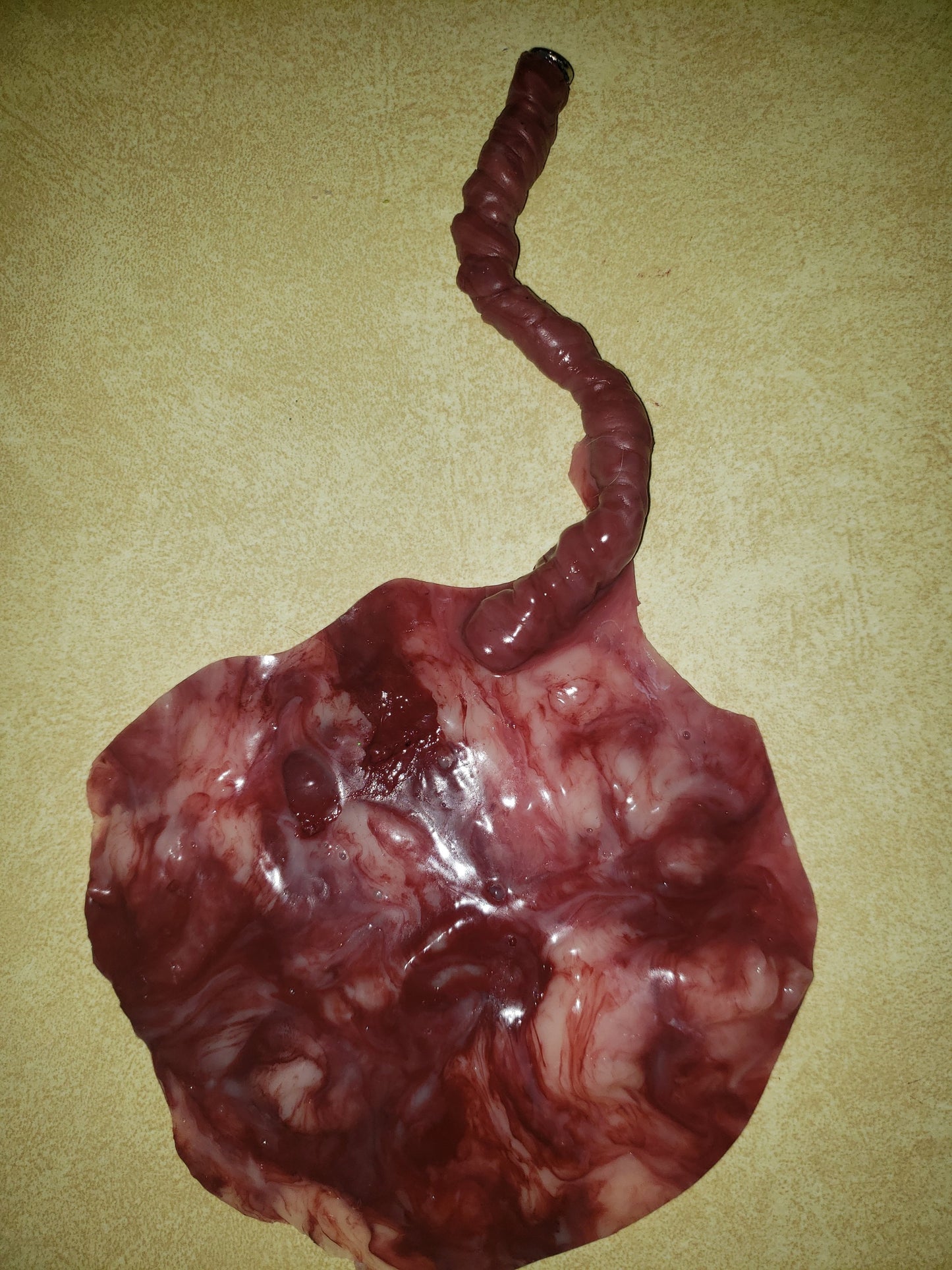 warning graphic** Silicone placenta and umbilical cord for silicone baby