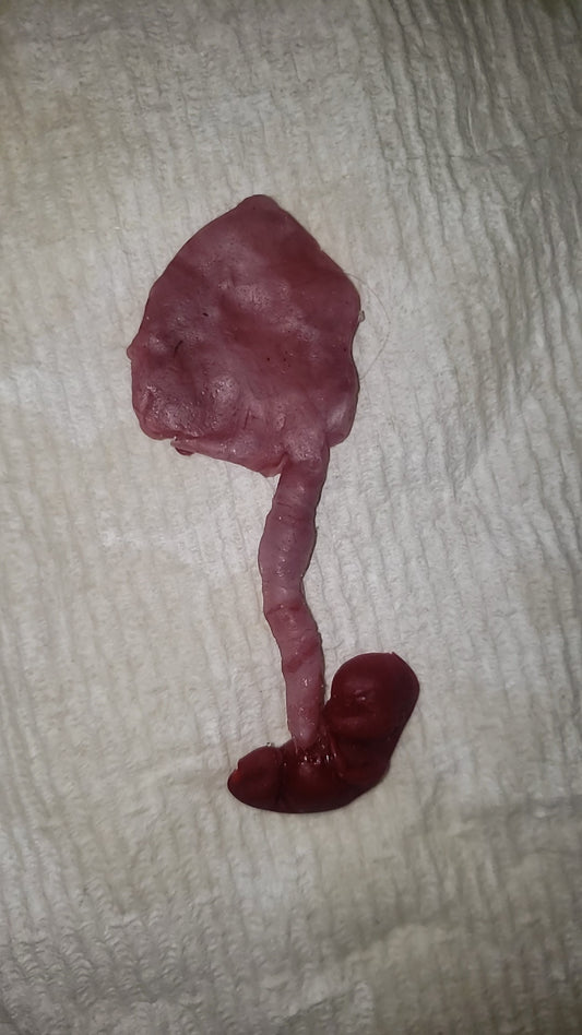 fetus silicone baby memorial with umbilical cord attached
