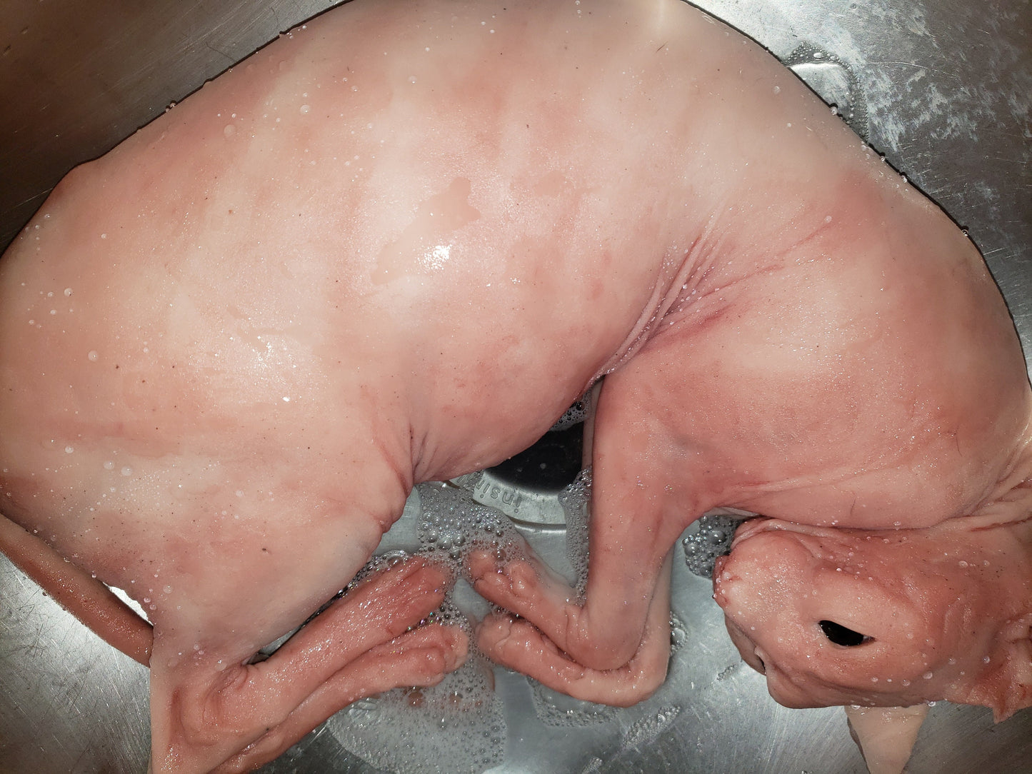 Silicone sphynx cat size of real adult cat