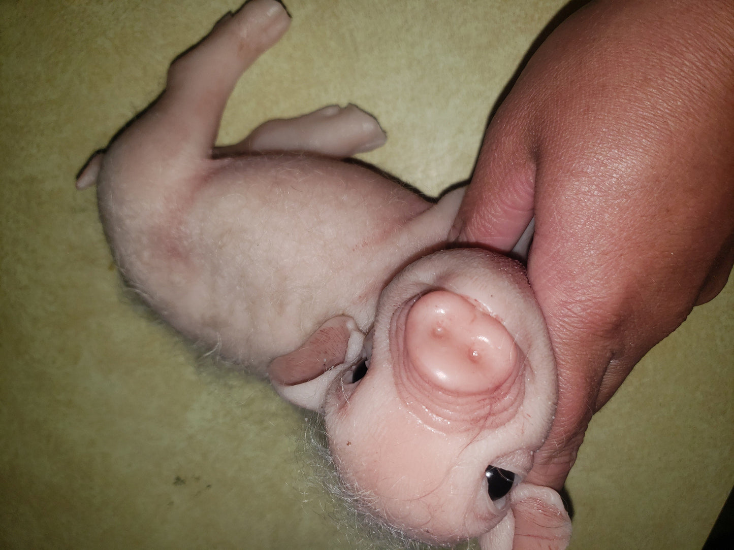 9" Full body silicone baby piglet piggy pig
