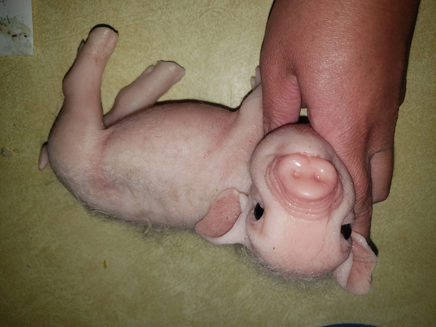 9" Full body silicone baby piglet piggy pig