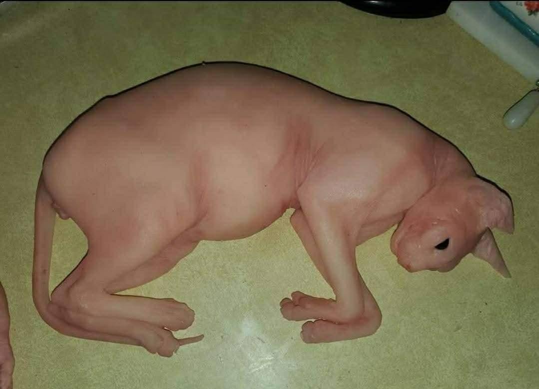 spyhnx silicone cat replica