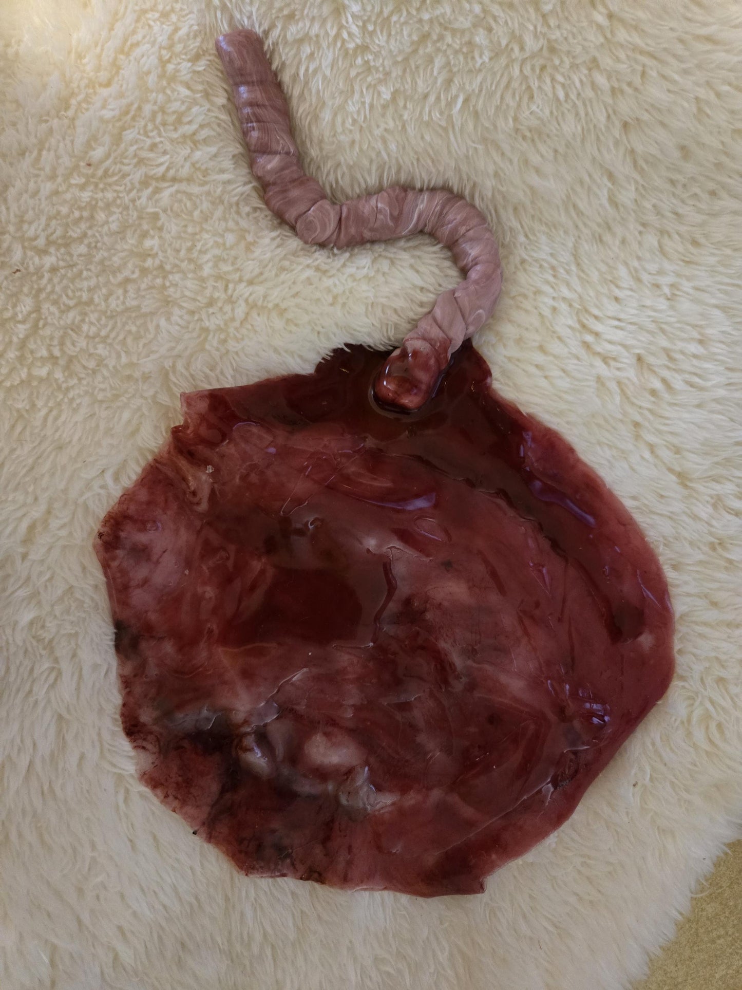 warning graphic** Silicone placenta and umbilical cord for silicone baby
