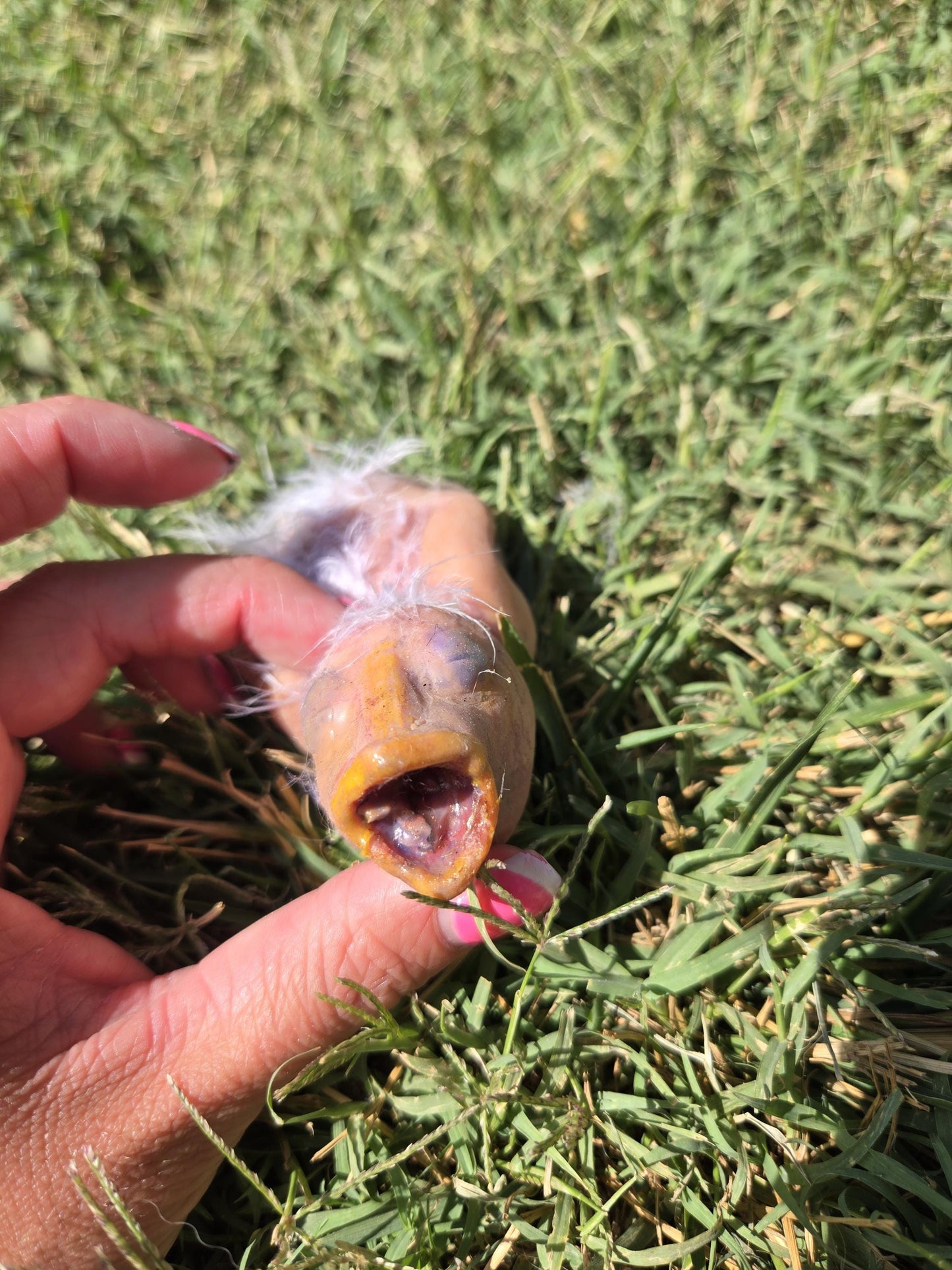 Custom 4" Silicone Baby Bird ā Fantasy Creature Art Doll