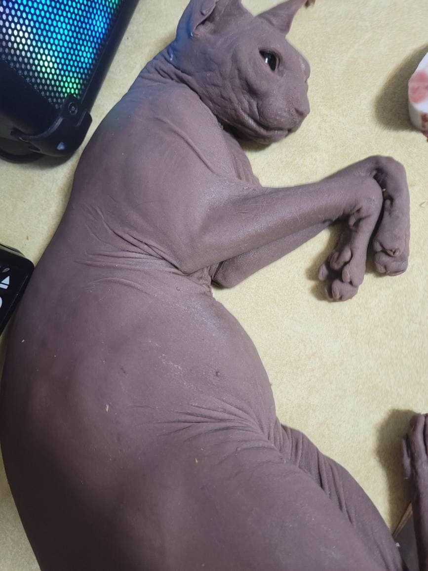 Silicone sphynx cat size of real adult cat