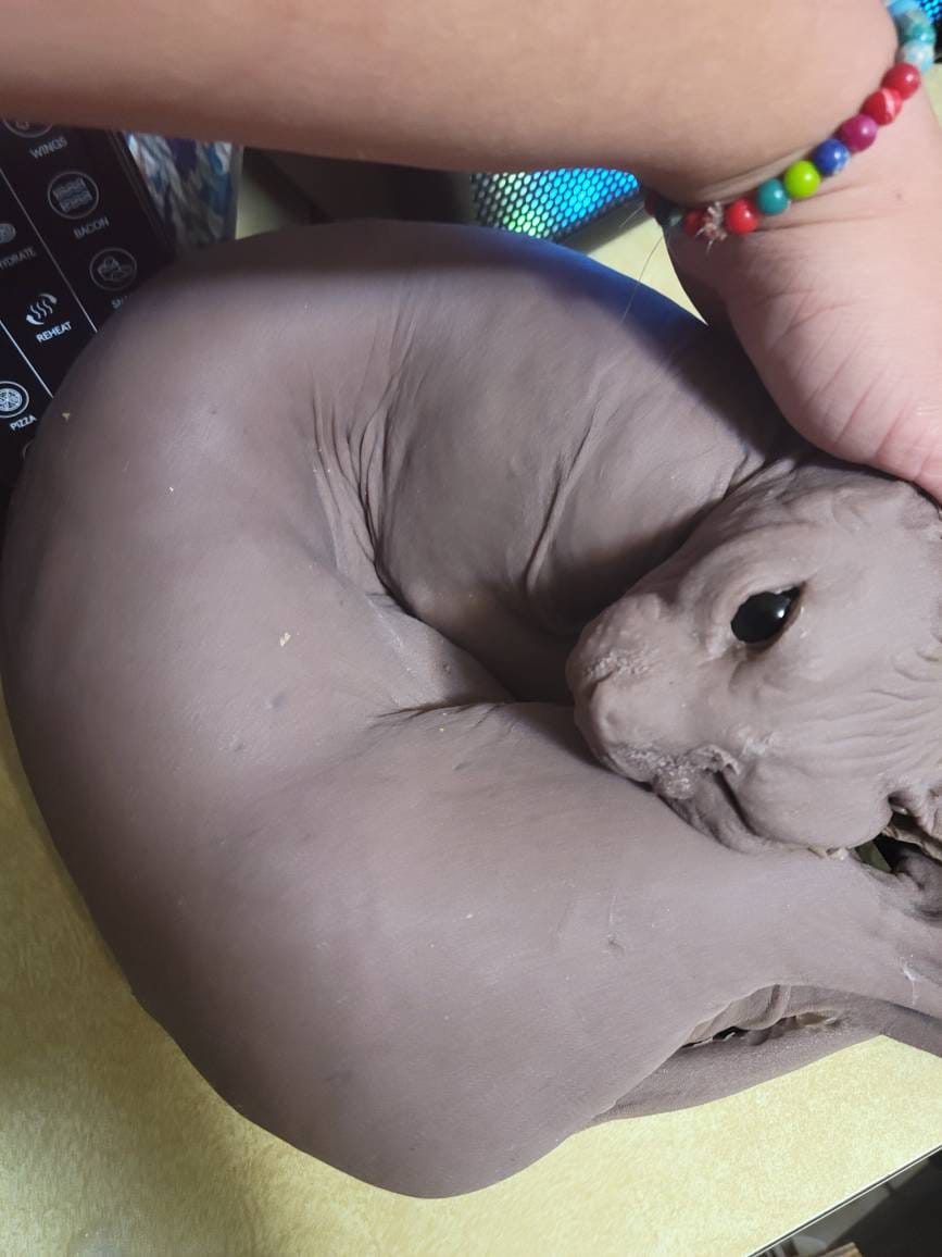 Silicone sphynx cat size of real adult cat