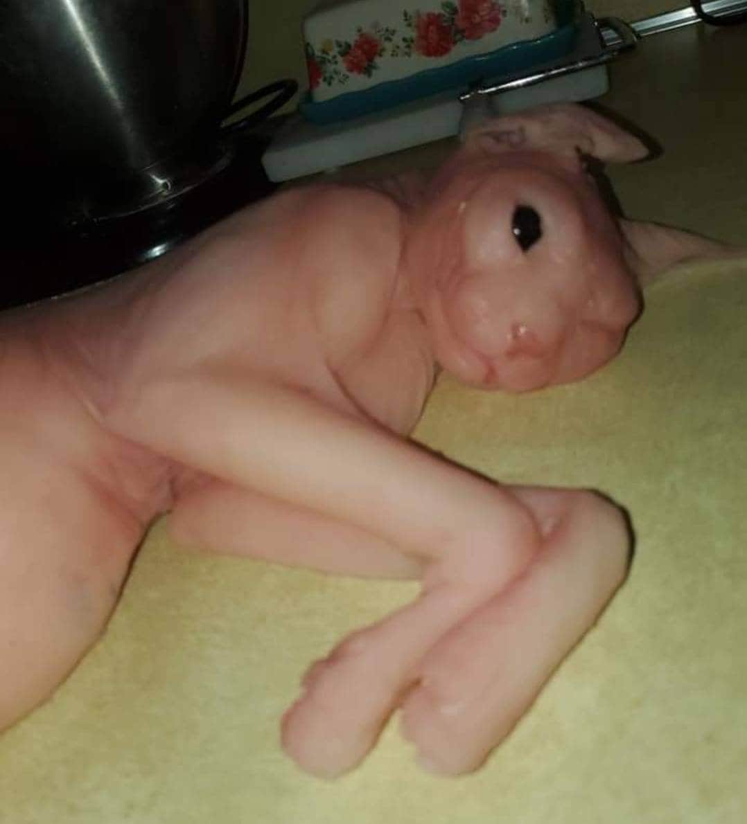 Silicone sphynx cat size of real adult cat