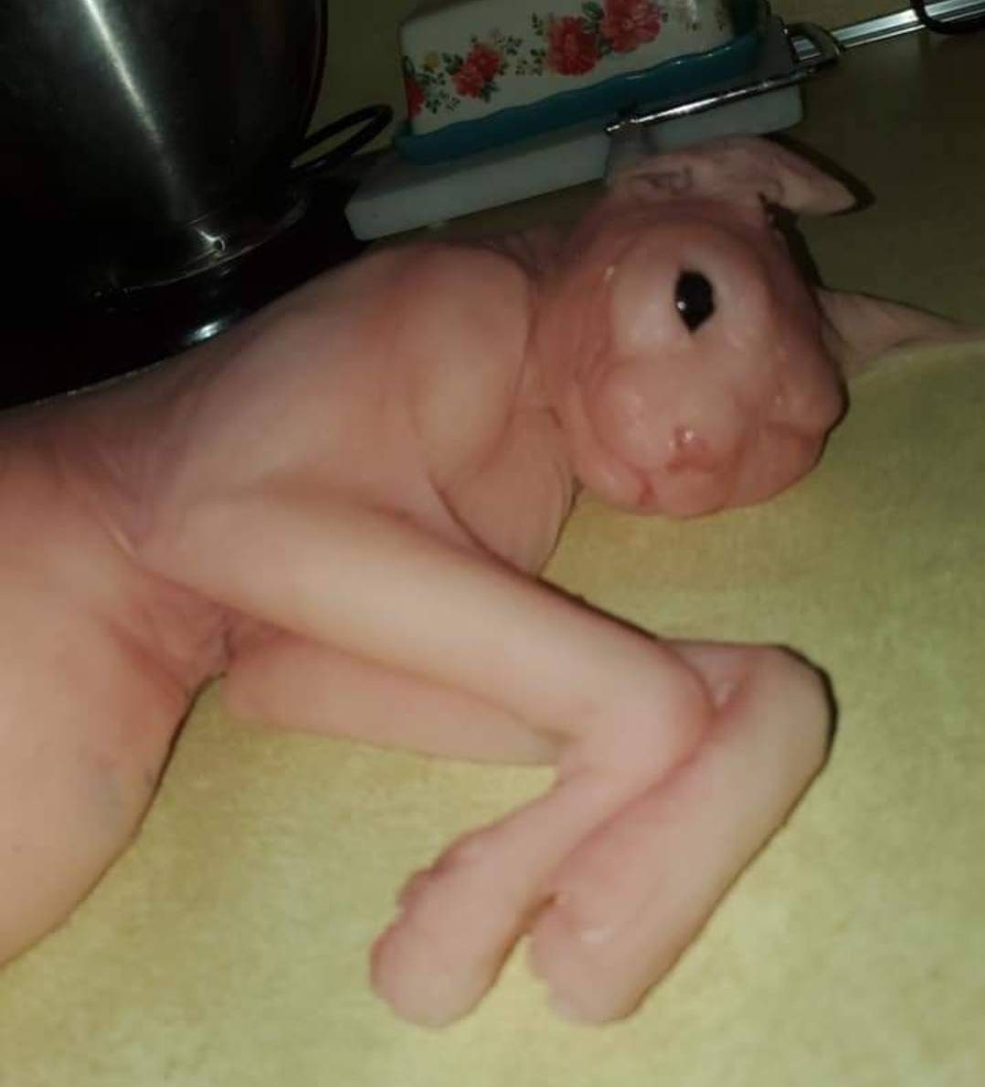 Silicone sphynx cat