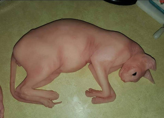Silicone sphynx cat size of real adult cat