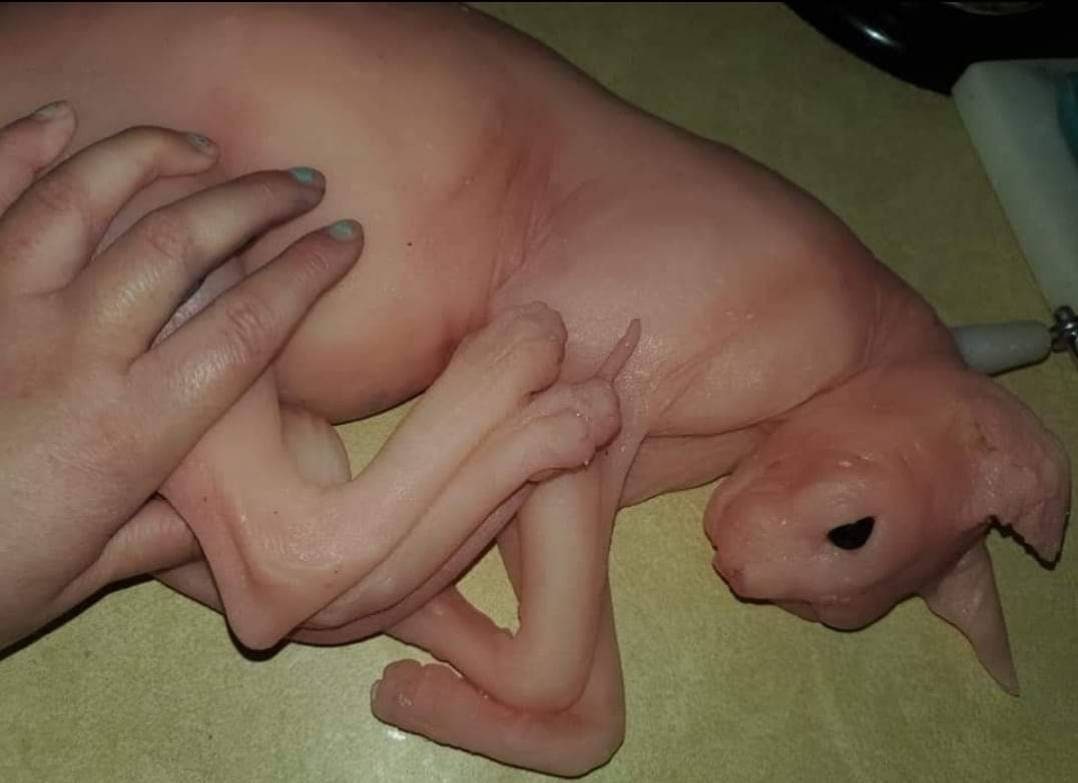 Silicone sphynx cat