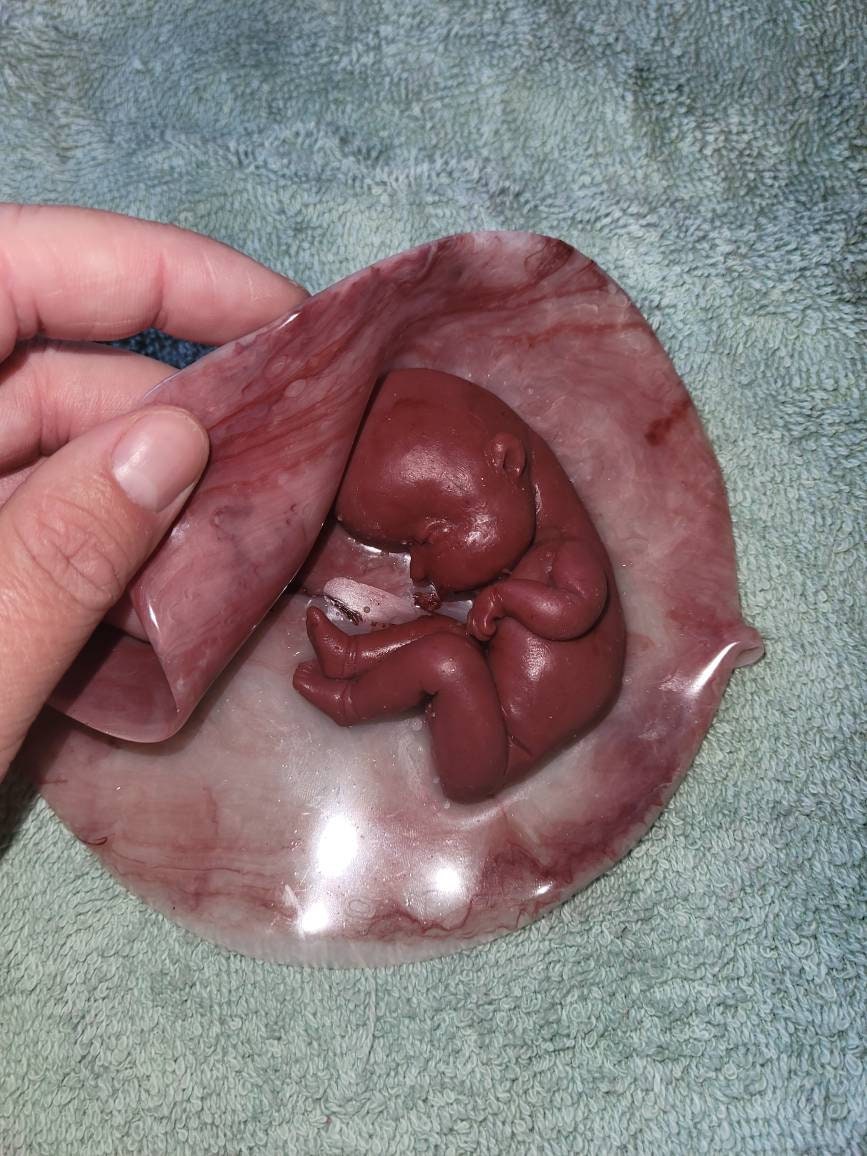 18 week gestation silicone baby in womb with placenta
