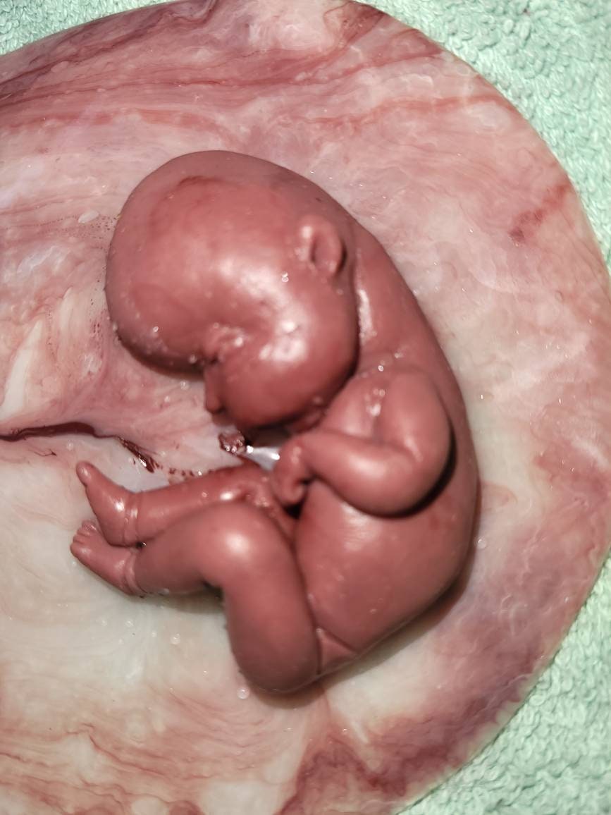 18 week gestation silicone baby in womb with placenta