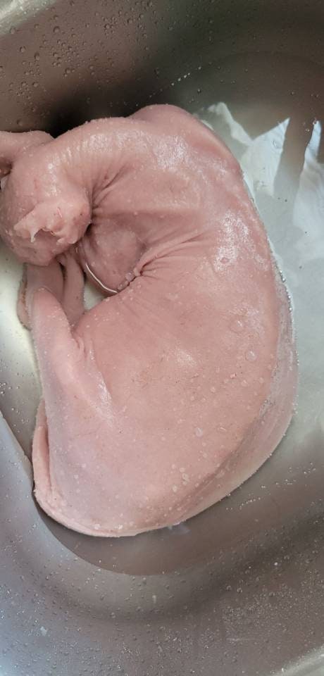 Silicone Sphynx cat full real size