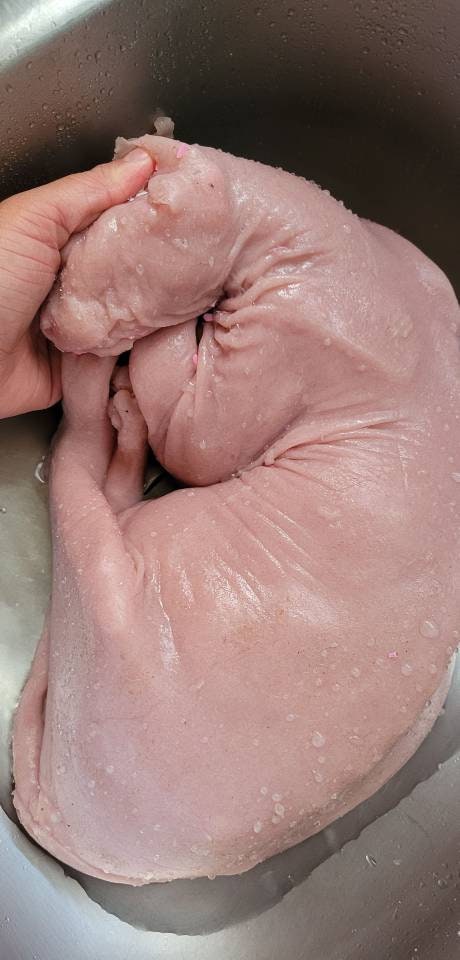 Silicone Sphynx cat full real size