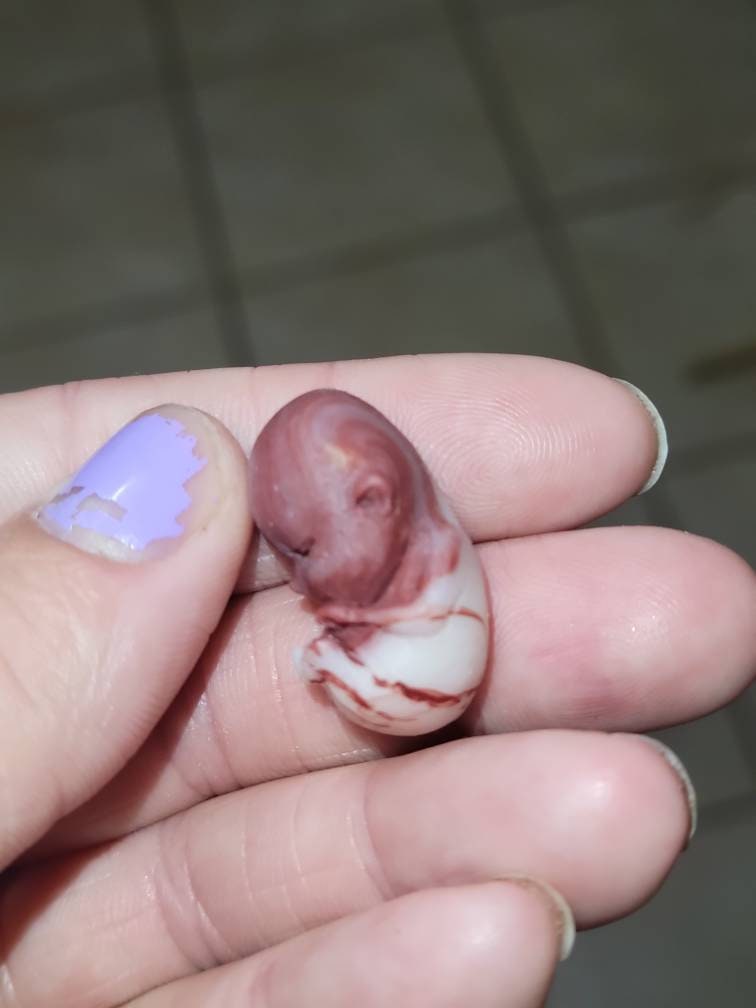 9 week old fetus baby memorial baby
