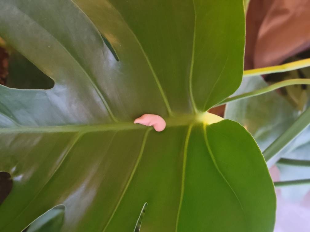 8 week memorial silicone fetus