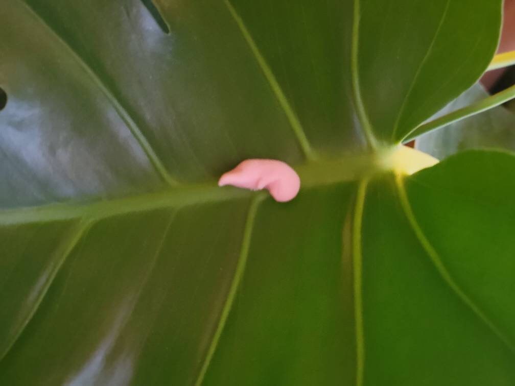 8 week memorial silicone fetus