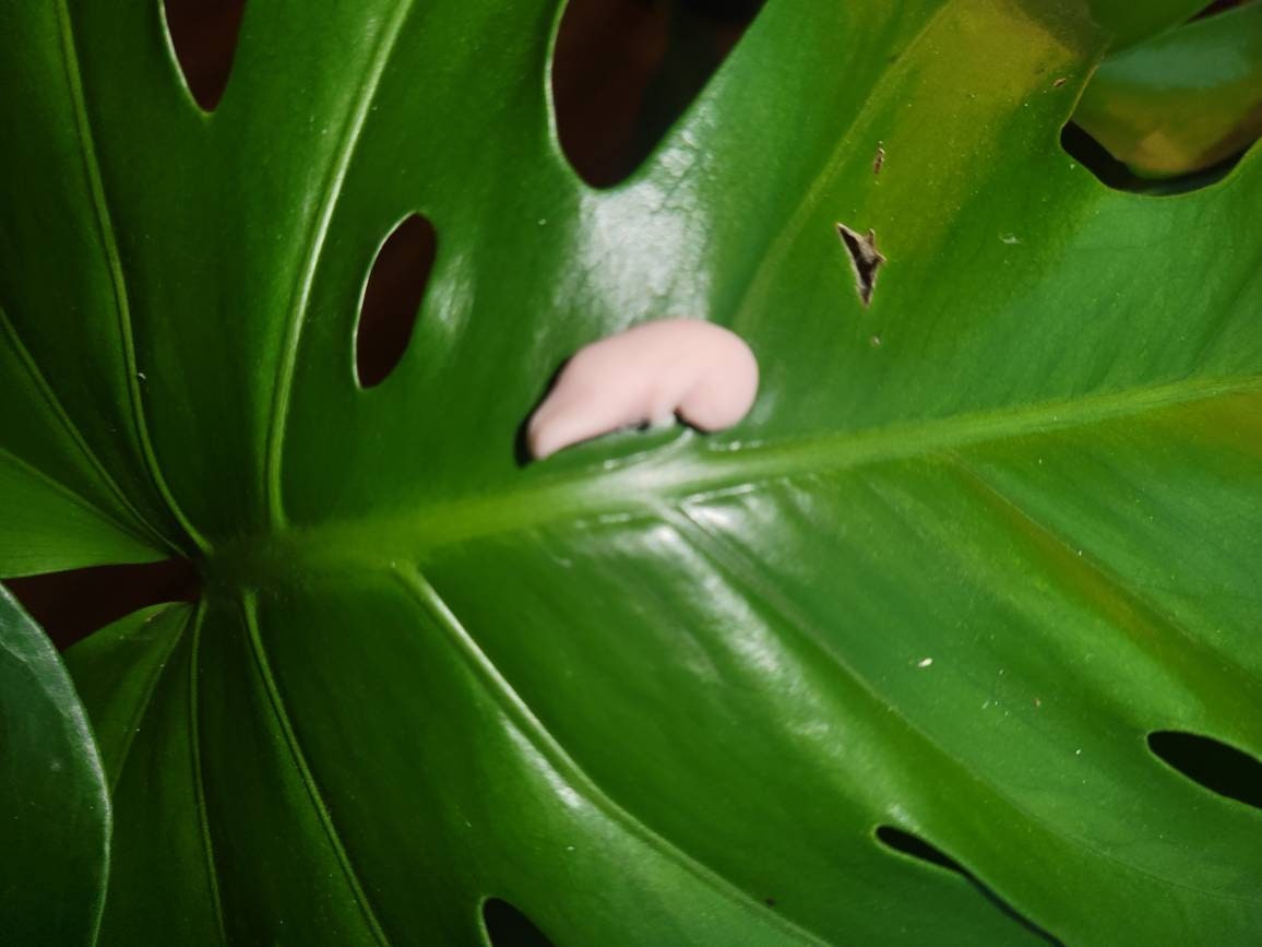 8 week memorial silicone fetus