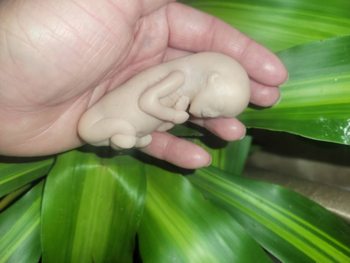 17 week gestation silicone baby