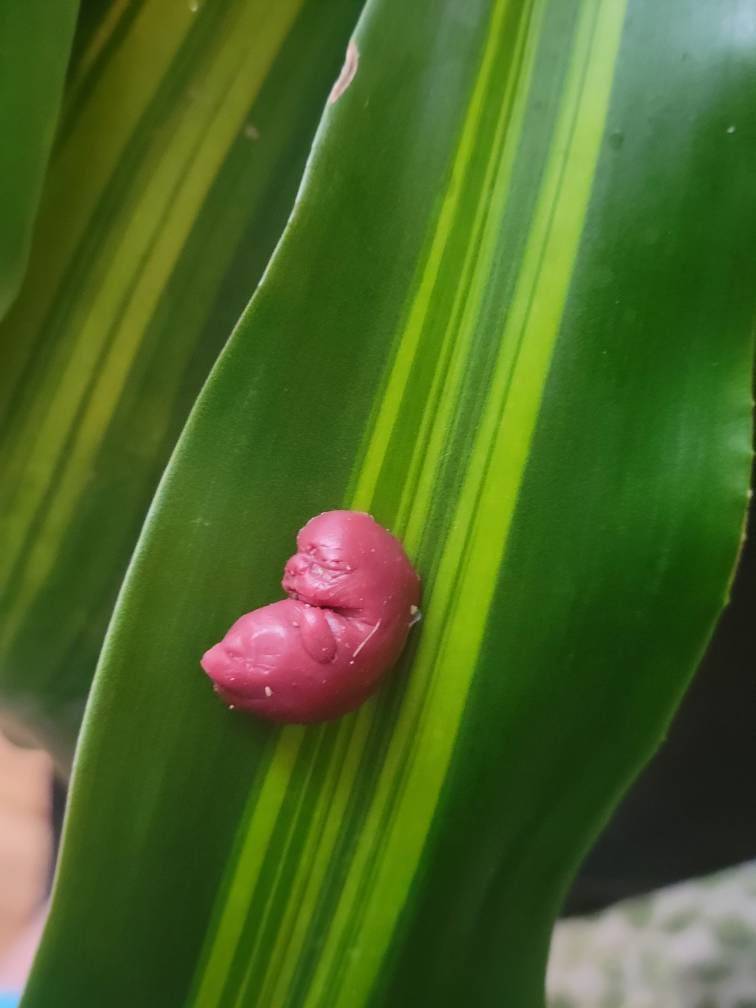 9 week silicone memorial fetus with card