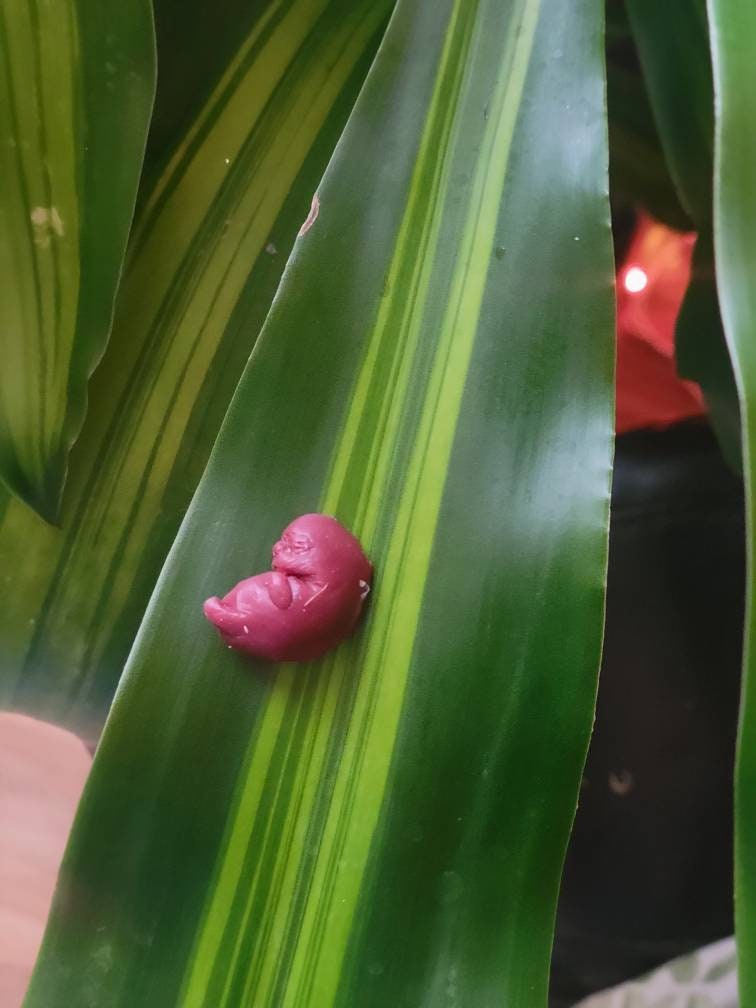 9 week silicone memorial fetus with card