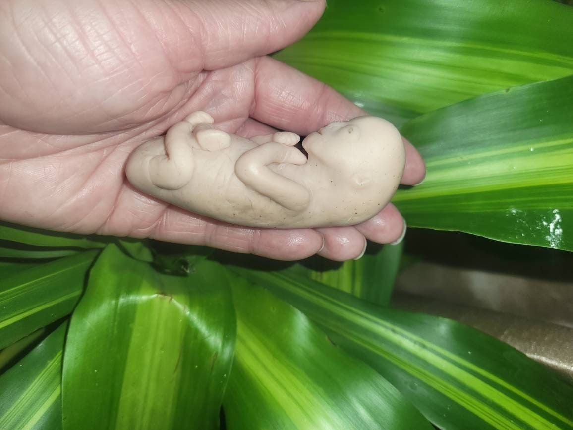 17 week gestation silicone baby