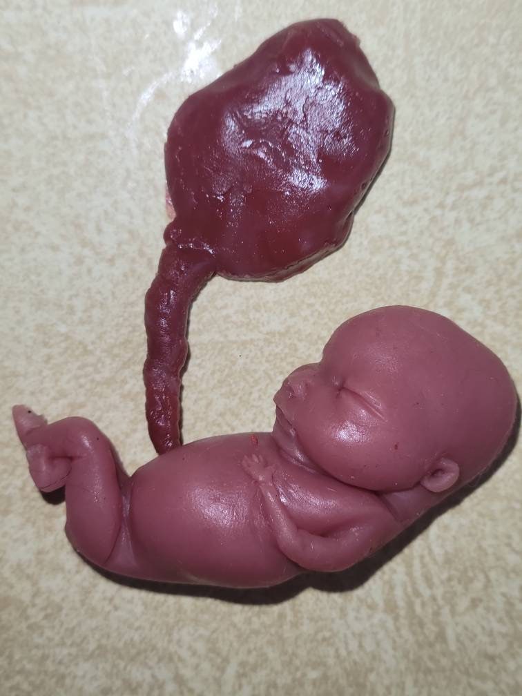 Silicone fetus with placenta and umbilical cord