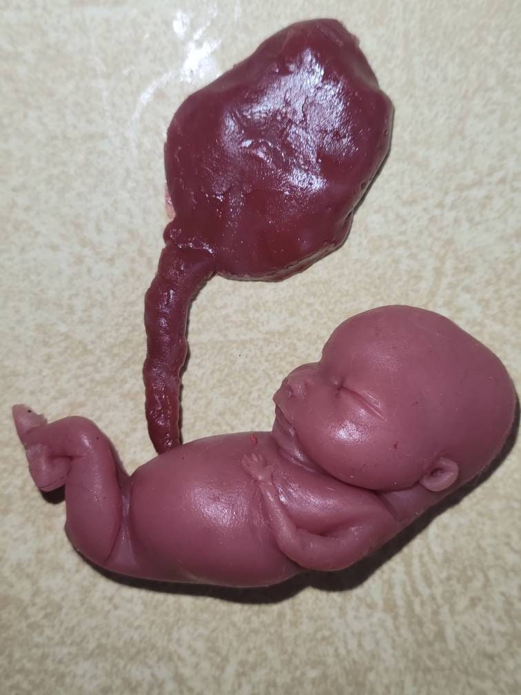 Silicone fetus with placenta and umbilical cord