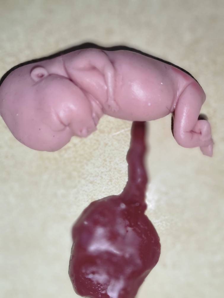 Silicone fetus with placenta and umbilical cord