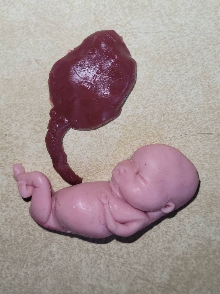 Silicone fetus with placenta and umbilical cord