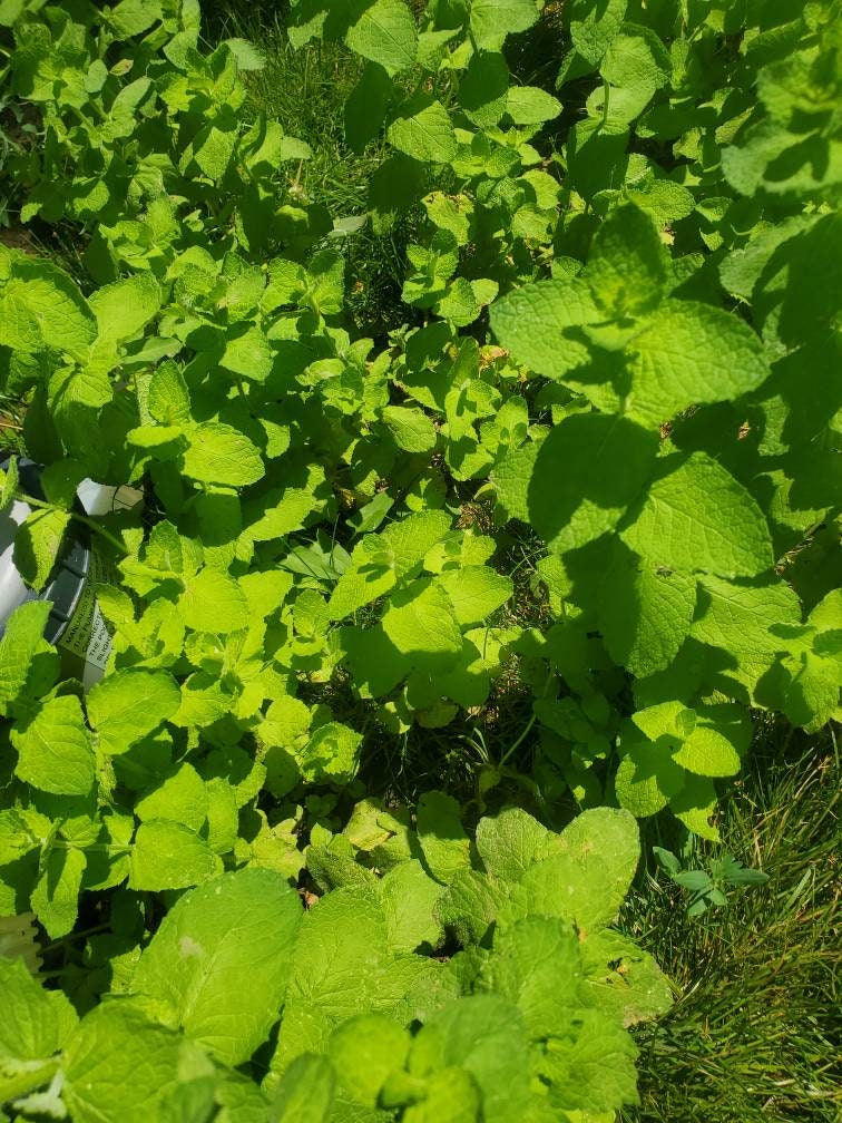 Mint plant herb gardening