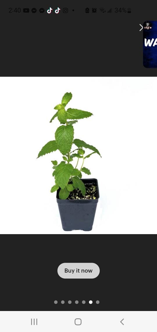 Mint plant herb gardening