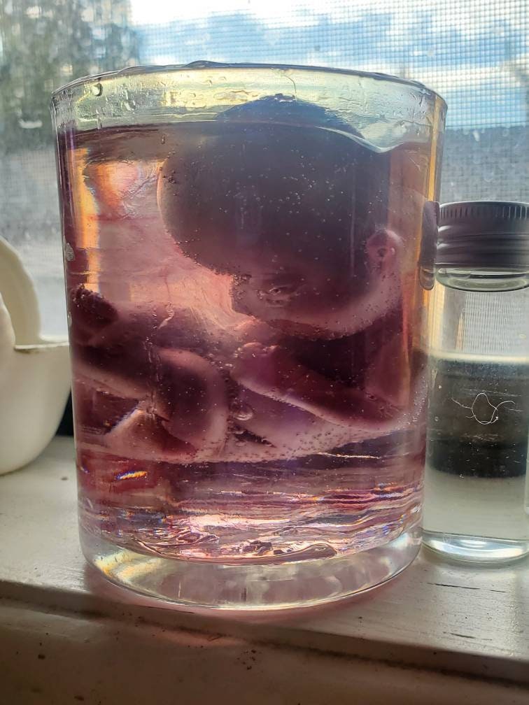 Memorial silicone fetus is glass jar with resin beautiful gift or for display