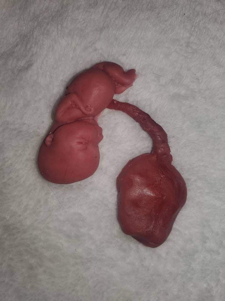 Silicone fetus with placenta and umbilical cord